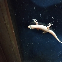 Phyllodactylus tuberculosus