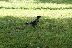Corvus cornix