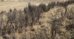 Toxicodendron diversilobum