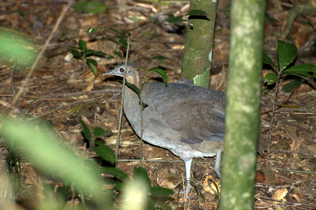Solitary Tinamou