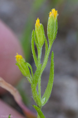 Lasthenia microglossa