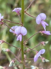 Desmodium lineatum