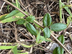 Desmodium lineatum