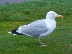 Larus argentatus