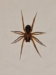 Scytodes velutina