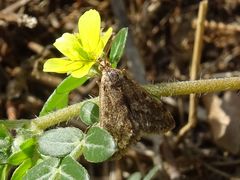 Tegostoma comparalis