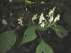 Isoglossa woodii