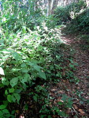 Isoglossa woodii