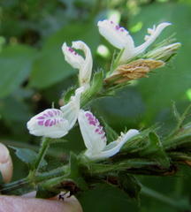 Isoglossa woodii