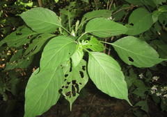 Isoglossa woodii