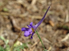 Delphinium halteratum