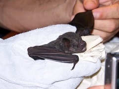 Artibeus obscurus