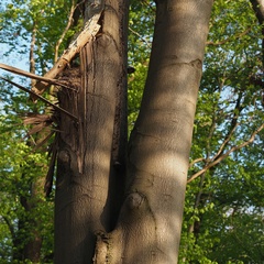 Turdus philomelos