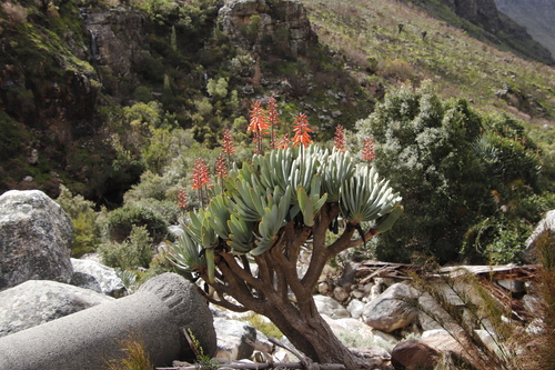 Kumara plicatilis