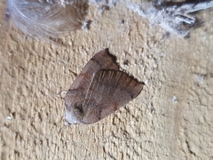 Sestra humeraria