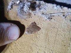 Sestra humeraria