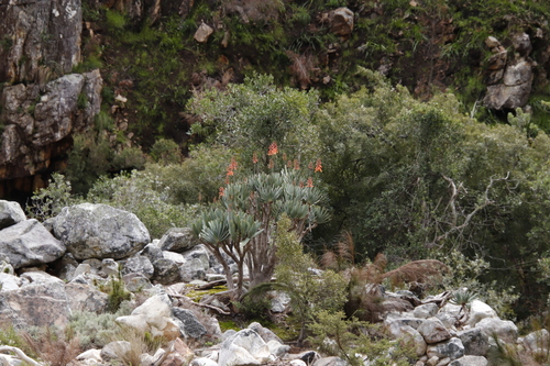 Kumara plicatilis