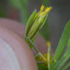 Lasthenia microglossa