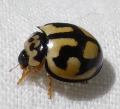 Declivitata bohemani