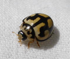 Declivitata bohemani