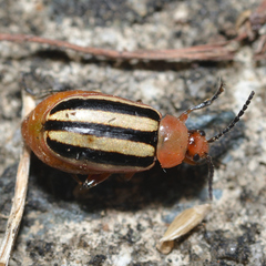 Disonycha leptolineata
