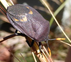 Coridius nubilus