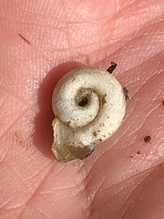 Planorbella campanulata