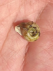 Planorbella campanulata