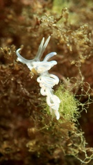 Phyllodesmium serratum
