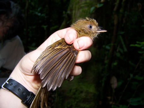 Brownish Twistwing (Cnipodectes subbrunneus), photo 10