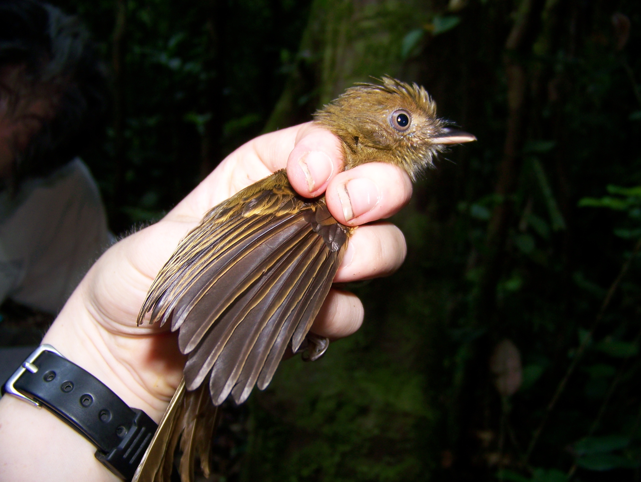 Brownish Twistwing (Cnipodectes subbrunneus), photo 5