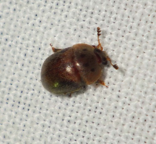 Cychramus variegatus