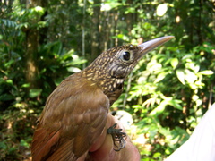 Xiphorhynchus guttatus