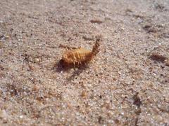 Aspidimorpha puncticosta