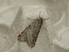 Alsophila aescularia
