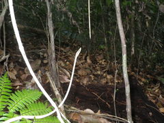 Oxybelis rutherfordi