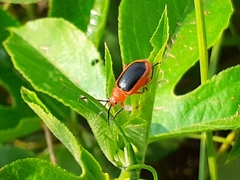 Disonycha discoidea