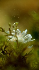 Phyllodesmium serratum