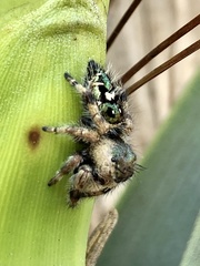 Phidippus bidentatus