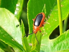Disonycha discoidea