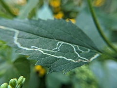 Liriomyza eupatoriella
