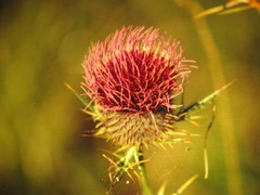 Cirsium morisianum