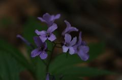 Cardamine pentaphyllos