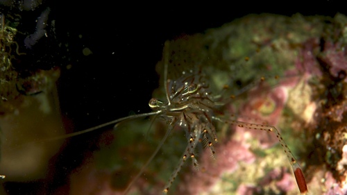 Palaemon serenus