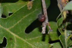 Disholcaspis perniciosa