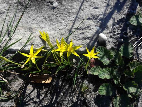 Autumn golden star (Empodium plicatum)