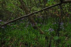Cardamine pentaphyllos