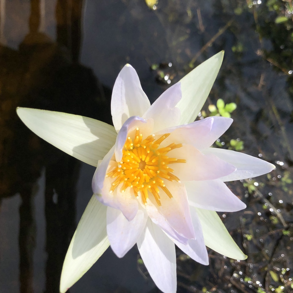 Nymphaea elegans, Brazoria, TX, US