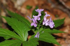 Cardamine pentaphyllos