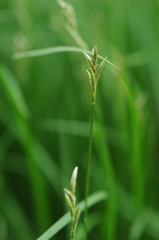 Carex brizoides